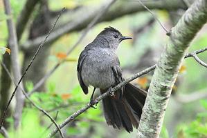 Catbird, Gray, 2025-05037064 Parker River NWR, MA